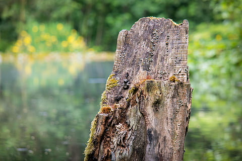 Baumstumpf, Baum, Fraktur, gebrochen, Log, abgebrochen, Zersetzung, See, Teich, Natur, Wald, Holz - Material, draußen, Baumstamm, Fokus auf den Vordergrund, Tag, Pflanze, Kofferraum, keine Leute, Nahansicht, Land, Borke, Tierthemen, Tier, texturiert, Rau, ein Tier, Flechte, Holzpfosten, 5K, CC0, gemeinfrei, lizenzfrei