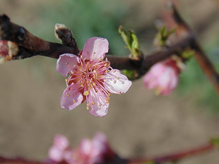 fleur, casey, arbre, plante, plante à fleurs, croissance, beauté dans la nature, fragilité, fraîcheur, vulnérabilité, couleur rose, fermer, pétale, branche, inflorescence, printemps, pollen, se concentrer sur le premier plan, tête de fleur, mise au point sélective, personne, fleur de cerisier, en plein air, cerisier, 5K, CC0, domaine public, libre de droits