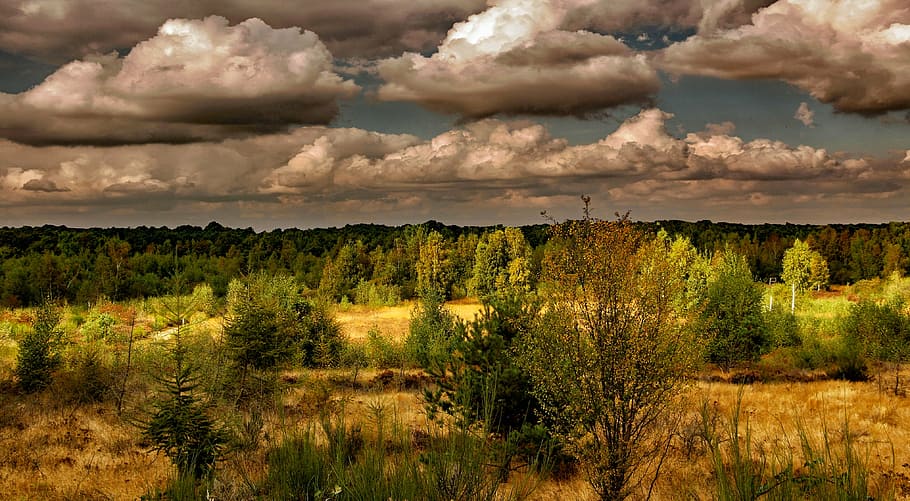 heide, paisatge, naturalesa, bruc, heathland, drover heath, reserva natural, núvols, humor, herba, planta, cap gent, escenics, a l'aire lliure, dia, bellesa a la natura, cel, núvol - cel, arbre, terra, medi ambient, escenics - natura, bosc, escena no urbana, pi, cel dramàtic, arbre de coníferes, bosc de pi, 4K