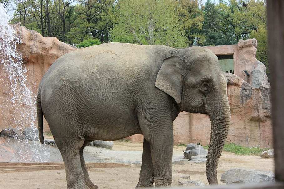slon, zoo, telegrafovat, jednoho zvířete, zvířat, zvířata ve volné přírodě, zvíře, den, savec, strom, zvířecí kmen, obratlovců, rostlina, nikdo, část těla zvířete, Příroda, zvířata v zajetí, boční pohled, safari, býložravý, venku, slon africký, 2K