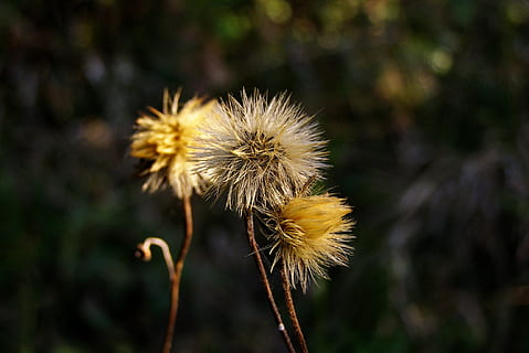 fluff, flor, llavors, hawkweed, hieracium, prat, flors silvestres, camp de flors, estiu, naturalesa, flora, planta, centrar-se en primer pla, fragilitat, planta amb flors, vulnerabilitat, primer pla, bellesa a la natura, frescor, creixement, dent de lleó, inflorescència, cap gent, cap de flor, dia, tija de la planta, a l'aire lliure, groc, llum solar, Planta esvaïda, llavor de dent de lleó, suavitat, picant, 2K, CC0, domini públic, lliure de regalies