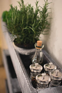 shelf with spices, Shelf, spices, close up, herbs, plant, wood - Material, nature, indoors, bottle, no people, growth, close-up, container, glass - material, food and drink, still life, selective focus, potted plant, table, in a row, focus on foreground, transparent, glass, day, herb, 5K, CC0, public domain, royalty free