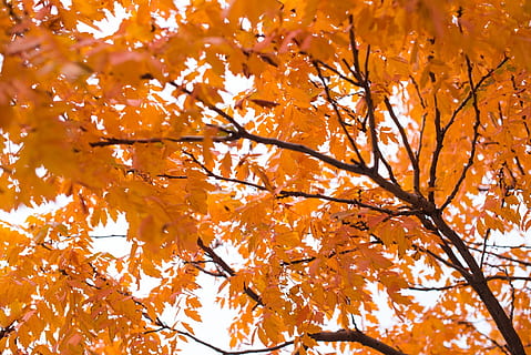 background, orange, fall, foliage, fall leaves, autumn, leaves, decorative, colored, bright, pattern, tree, branch, change, orange color, plant, low angle view, plant part, leaf, maple tree, no people, beauty in nature, nature, day, backgrounds, maple leaf, growth, outdoors, full frame, close-up, autumn collection, natural condition, 1080P, CC0, public domain, royalty free