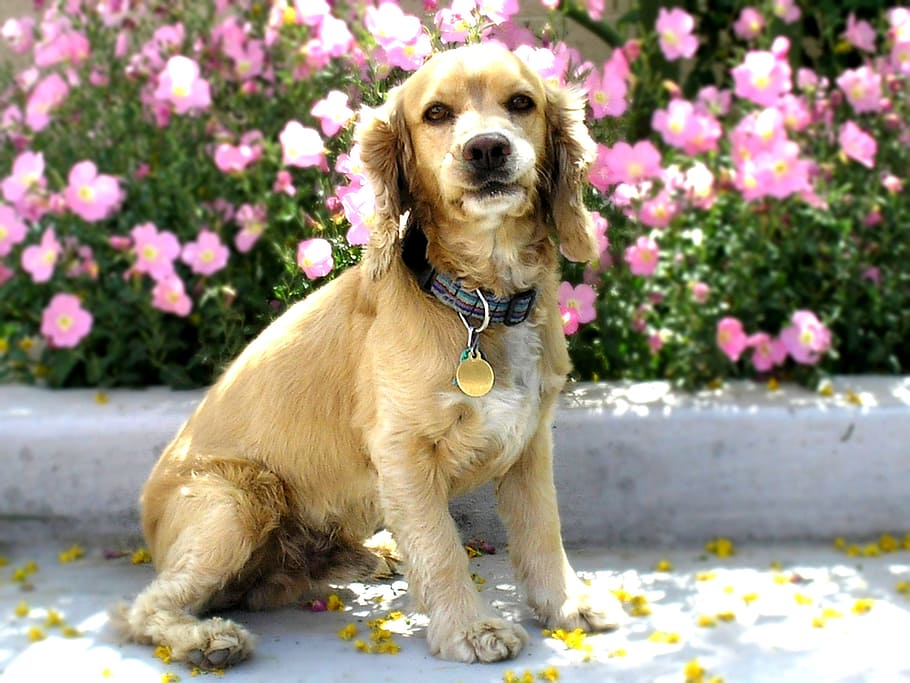 Cocker Spaniel, Hund, Eckzahn, Haustier, Porträt, Sitzung, draußen, süß, bezaubernd, braun, Blumen, suchen, Tier, Haustiere, inländisch, ein Tier, Säugetier, Tierthemen, blühende Pflanze, Blume, Pflanze, Wirbeltier, Natur, keine Leute, Tag, Fokus auf den Vordergrund, Kamera betrachten, 2K