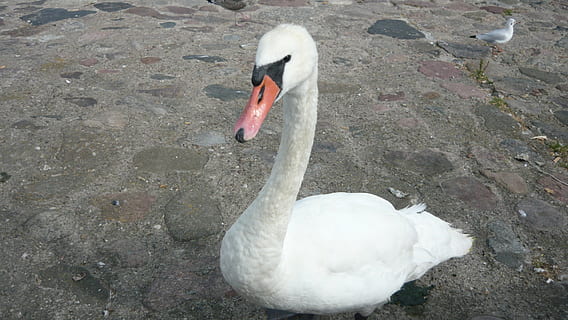 swan, gdynia, skwerek, bird, nature, animal, lake, wildlife, white, water, feather, beak, animal themes, animal wildlife, animals in the wild, vertebrate, one animal, day, no people, high angle view, water bird, white color, animal neck, outdoors, zoology, cygnet, freshwater bird, 2K, CC0, public domain, royalty free