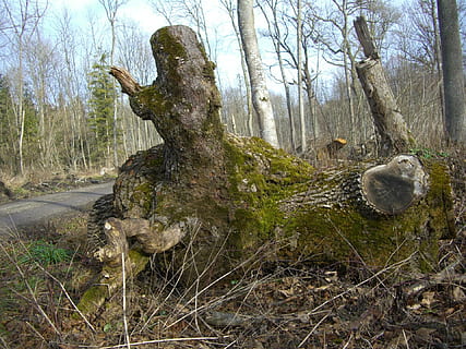 zona riparia, sentiero nel bosco, ceppo, culo, bemoost, faggio, foresta, città bianca, Baviera, albero, pianta, terra, tronco d'albero, natura, tronco, giorno, crescita, la tranquillità, nessuno, bellezza nella natura, muschio, abbaiare, all'aperto, scena non urbana, arte e artigianato, scena tranquilla, scenics - natura, bosco, pianta morta, 1080P, CC0, dominio pubblico, privo di copyright