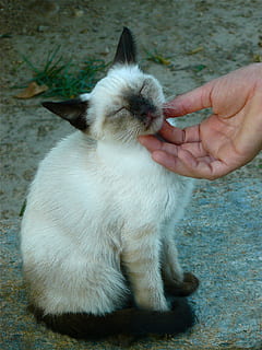person, rørende, korthåret kat, kat, slag, kærlighed, kravle, ung, vild, tillidsfuld, vild kat, natur, dyr, tillid, venskab, sikkerhed, dyr verden, ømhed, hånd, kæledyr, indenlandske, husdyr, pattedyr, et dyr, en person, menneskelig hånd, hvirveldyr, rigtige mennesker, indenlandske kat, menneskelig kropsdel, feline, bedrift, voksen, kæledyr ejer, finger, omsorg, 2K, CC0, offentligt domæne, royaltyfrie
