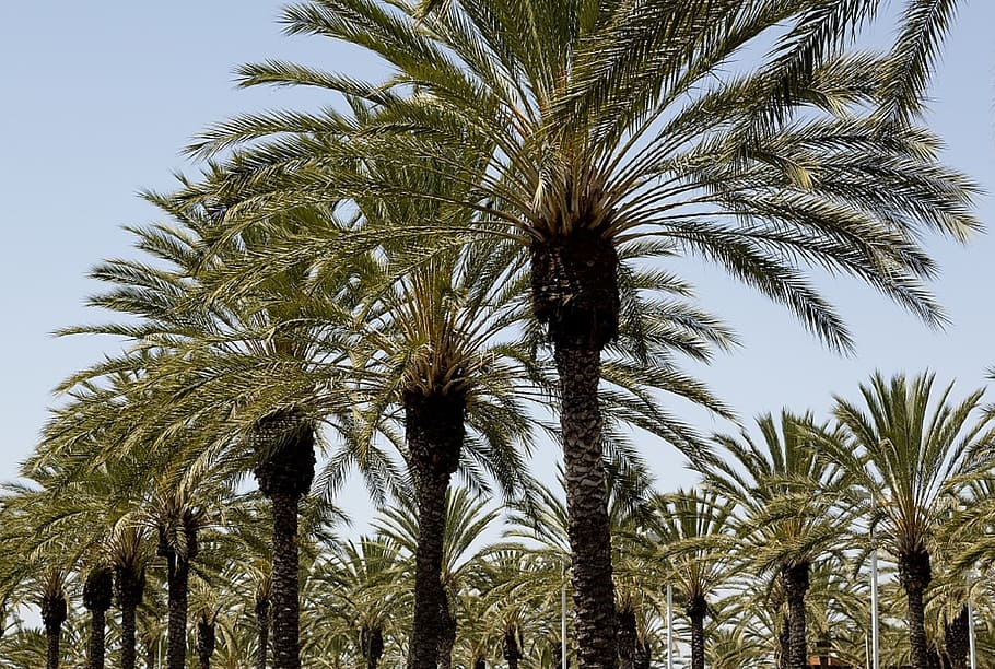 palmeres, files, tropical, paisatge, palmell, arbres, sol, frondes, naturalesa, planta, Palmera, arbre, cel, clima tropical, a l'aire lliure, blau, estiu, cap gent, fronda, dia, tronc de l'arbre, creixement, palmera datilera, vista d’angle baix, bellesa a la natura, arbre tropical, fulla de palma, data, tronc, tranquil·litat, Fruits secs, palmera de coco, 1080P