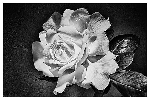 ros, fiore, foglia, nero, bianca, torfinn johannessen, foto, fiori, Rose, giardino, romanticamente, avvicinamento, pianta fiorita, bellezza nella natura, freschezza, petalo, trasferimento stampa, filtro di post produzione automatico, infiorescenza, fragilità, vulnerabilità, pianta, testa di fiore, crescita, natura, nessuno, rosa, all'aperto, giorno, polline, 1080P, CC0, dominio pubblico, privo di copyright