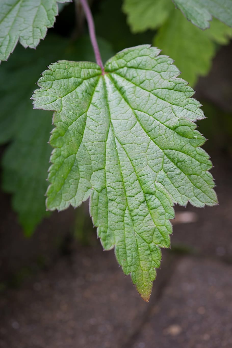 blad, grøn, grønt blad, bladstruktur, have, plante, efterårsbladeanemon, boxer shorts anemone, haveplante, natur, tæt, grøn farve, friskhed, vækst, tæt på, plante del, fokus på forgrunden, ingen mennesker, dag, bladvenen, skønhed i naturen, udendørs, blade, selektiv fokusering, sårbarhed, Mark, jord, ro, 1080P