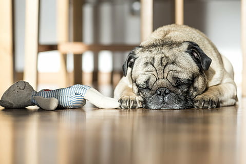carlin de faon adulte, en train de dormir, sol, chien, animal de compagnie, animaux, jouet, animaux domestiques, carlin, animal, mignonne, chien de race, chiot, canin, petit, jeune animal, mammifère, national, thèmes animaux, relaxation, un animal, à l'intérieur, allongé, repos, mise au point sélective, personne, yeux fermés, tour de chien, faire la sieste, à la surface, 2K, CC0, domaine public, libre de droits