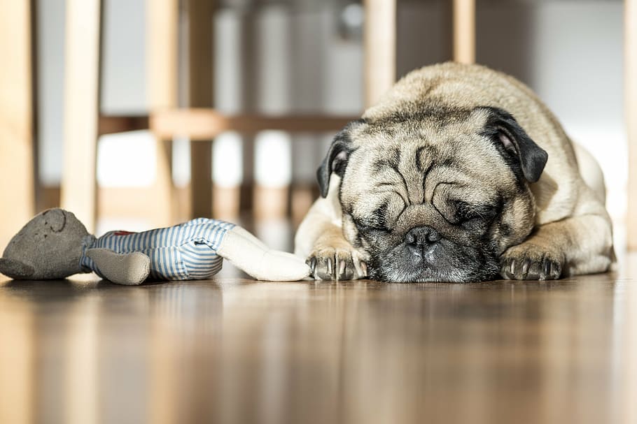 pug pug adulte, dorment, pis, gos, mascota, animals, joguina, mascotes, pug, animal, bonic, gos de pura raça, cadell, caní, animals domèstics, petit, animal jove, mamífer, nacional, temes d'animals, relaxació, un animal, a l'interior, estirat, sòls, descans, enfocament selectiu, cap gent, ulls tancats, gos de tornada, dormint, nivell superficial, 2K