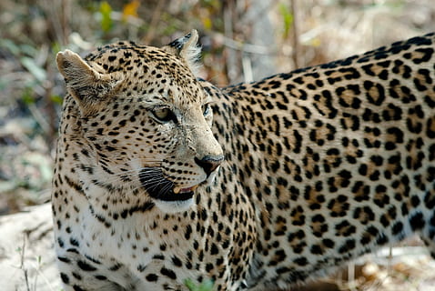 leopard, forest, daytime, cat, savuti, botswana, big cat, animal themes, animal, animal wildlife, animals in the wild, one animal, feline, mammal, spotted, no people, focus on foreground, looking, day, animal markings, carnivora, close-up, nature, portrait, outdoors, undomesticated cat, whisker, animal head, 4K, CC0, public domain, royalty free