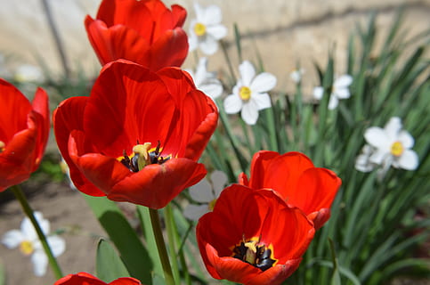 tulipano, primavera, fiore, piante, rosso, natura, floreale, decorazione, colore, abbassamento, casa, Olanda, dissolvenza, delicatezza, passaggio, verde, vecchio, foglia, campo, viola, fresco, colorato, mazzo, vacanza, luminosa, giardino, olandese, naturale, petalo, pianta, testa di fiore, papavero, pianta fiorita, fragilità, vulnerabilità, bellezza nella natura, freschezza, crescita, avvicinamento, infiorescenza, concentrarsi sulle conoscenze acquisite, giorno, nessuno, ape, botanica, invertebrato, polline, 4K, CC0, dominio pubblico, privo di copyright