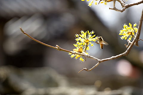 Biene, Blume, flach, Foto, cornus, Landschaft, Natur, Frühling, Blumen, Pflanzen, Frühlingsblumen, blühen, Asteraceae, Republik Korea, Gelb, Animation, Baum, Ast, Pflanze, Nahansicht, Jahreszeit, draußen, blühende Pflanze, Schönheit in der Natur, Wachstum, Zerbrechlichkeit, Frische, Fokus auf den Vordergrund, Verletzlichkeit, Tag, keine Leute, selektiver Fokus, Sonnenlicht, Blütenkopf, Weichheit, 5K, CC0, gemeinfrei, lizenzfrei