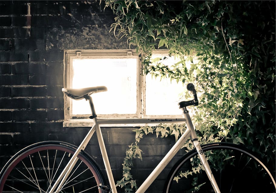 blanc, parc de bicicletes de carretera, finestra, verd, plantes, bicicleta, frontal, concret, edifici, maons, vinyes, fulles, transport, centrar-se en primer pla, dia, cap gent, arbre, a l'aire lliure, vehicle terrestre, manera de transport, planta, naturalesa, arquitectura, estacionari, paret, creixement, estructura construïda, funció de construcció de parets, equips d’il·luminació, llum solar, roda, 1080P