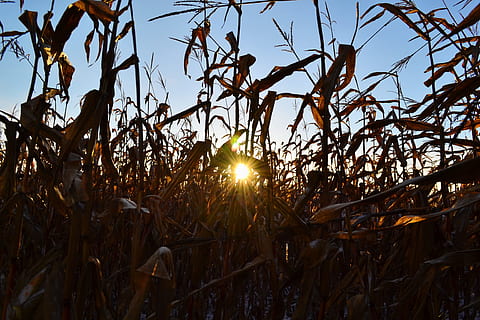 blat de moro, sol, rajos, groc, llum, ombra, sol, raigs, agricultura, infern, fosc, sortida del sol, raig de sol, naturalesa, al matí, llum de fons, càlid, camp, planta, llum solar, flare de la lent, a l'aire lliure, cap gent, cel, tranquil·litat, creixement, bellesa a la natura, terra, arbre, posta de sol, vista d’angle baix, dia, branca, 4K, CC0, domini públic, lliure de regalies