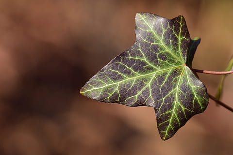 vedbend, tæt, lys, struktur, form, vener, Periwinkle, vinter, blad, natur, plante, efterår, plante del, tæt på, skønhed i naturen, fokus på forgrunden, vækst, ingen mennesker, grøn farve, bladvenen, skrøbelighed, sårbarhed, dag, udendørs, naturligt mønster, enkelt objekt, friskhed, selektiv fokusering, lave om, 5K, CC0, offentligt domæne, royaltyfrie