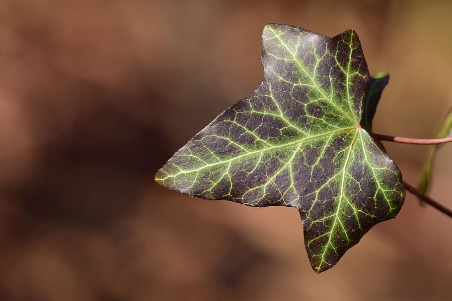 vedbend, tæt, lys, struktur, form, vener, Periwinkle, vinter, blad, natur, plante, efterår, plante del, tæt på, skønhed i naturen, fokus på forgrunden, vækst, ingen mennesker, grøn farve, bladvenen, skrøbelighed, sårbarhed, dag, udendørs, naturligt mønster, enkelt objekt, friskhed, selektiv fokusering, lave om, 5K