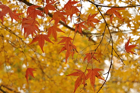 landschapsplan, esdoorn blad, herfst, blad, Bos, sectie, eigenschappen, verandering, deel van de plant, boom, tak, fabriek, Oranje kleur, natuur, schoonheid in de natuur, esdoorn, dag, geen mensen, focus op de voorgrond, buitenshuis, detailopname, groei, geel, lage hoekweergave, bladeren, natuurlijke toestand, herfstcollectie, vallen, 4K, CC0, publiek domein, royaltyvrij