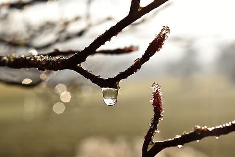dryppe, dug, dugdråbe, blad, græs, dråbe vand, efterår, Morgentau, tæt, vand, plante, afrimning, baglygte, Morgenrot, træ, afdeling, fokus på forgrunden, natur, vinter, tæt på, ingen mennesker, kold temperatur, dag, skønhed i naturen, Kvist, fisse pil, is, udendørs, ro, Frosset, frost, renhed, 5K, CC0, offentligt domæne, royaltyfrie