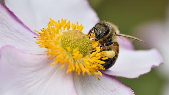 ape, fiore, foraggio, macro, pianta fiorita, bellezza nella natura, petalo, freschezza, temi animali, animale, fragilità, fauna selvatica, invertebrato, pianta, insetto, testa di fiore, avvicinamento, giallo, animali allo stato selvatico, un animale, vulnerabilità, crescita, polline, impollinazione, nessuno, bombo, primavera, viola, 4K, CC0, dominio pubblico, privo di copyright