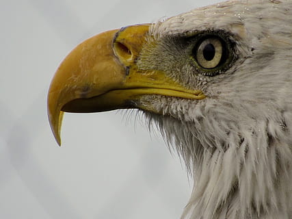 aquila, uccello, zoo, predatore, becco, aquila calva, natura, uccelli, aquila di mare, parte del corpo animale, testa di animale, un animale, temi animali, animale, animali allo stato selvatico, uccello rapace, vertebrato, fauna selvatica, avvicinamento, nessuno, aquila - uccello, analizzare, cercare, guardare, guardando lontano, concentrarsi sulle conoscenze acquisite, giorno, occhio animale, vista profilo, falco - uccello, 4K, CC0, dominio pubblico, privo di copyright