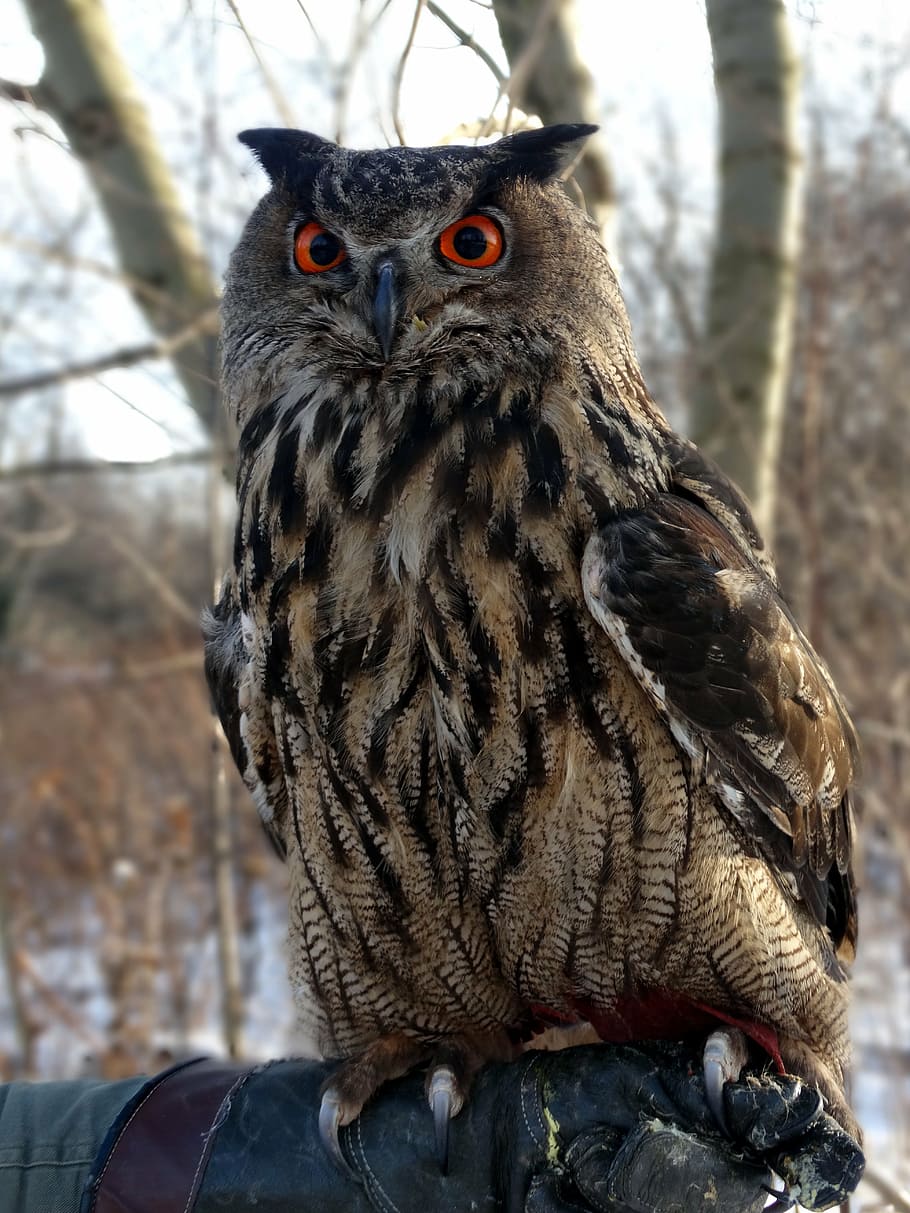 buho d'àguila faraó, ocell, depredador, animals, mira, rapinyaire, fauna animal, animals a la natura, vertebrats, un animal, centrar-se en primer pla, retrat, dia, mirant la càmera, primer pla, posat, mussol, arbre, naturalesa, cap gent, a l'aire lliure, ulls grocs, ull d’animals, 5K