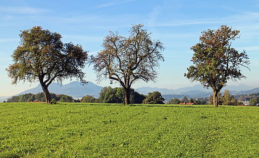 individuelt, frugttræer, træ, natur, eng, himmel, landskab, landdistrikterne, plante, skønhed i naturen, vækst, ro, scenics - natur, rolig scene, Mark, græs, grøn farve, jord, miljø, ingen mennesker, dag, ikke-urbane scene, udendørs, landlige scene, 4K, CC0, offentligt domæne, royaltyfrie