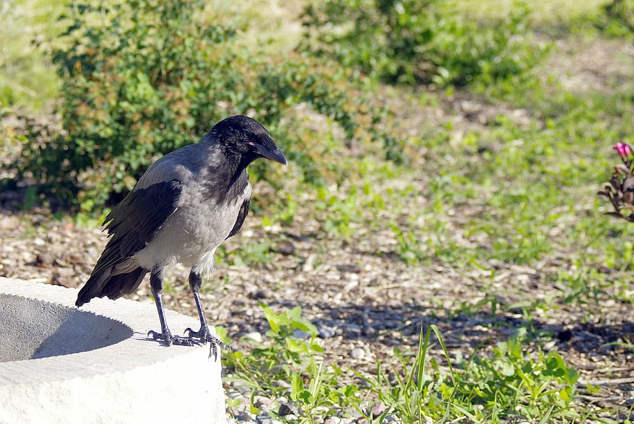 Corb, corona, ocell, naturalesa, depredador, ornitologia, cel, blau, safata d'alimentació d'ocells, primer pla, gris, negre gris, parc, ciutat, animals, ocells urbans, còdols, temes d'animals, animal, fauna animal, animals a la natura, un animal, vertebrats, cap gent, dia, centrar-se en primer pla, planta, posat, corb - ocell, longitud completa, color negre, a l'aire lliure, vista lateral, llum solar, 4K
