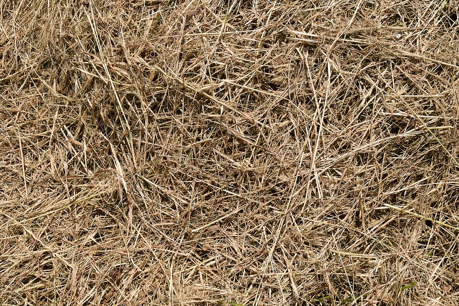 marró, camp de gespa, durant el dia, fons, fenc, textura, naturalesa, rural, herba, estiu, segat, luftrocknung, bala, palla, paller, agricultura, camp, patró, escena rural, granja, sec, planta, marc complet, terra, vista d’angle alt, dia, cap gent, tranquil·litat, a l'aire lliure, creixement, primer pla, bellesa a la natura, Planta esvaïda, 5K