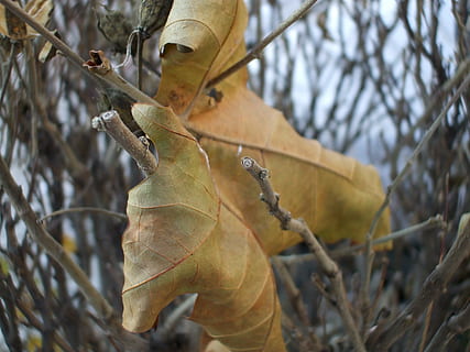 brunt blad, blad, november, træ, plante, fokus på forgrunden, plante del, afdeling, natur, dag, ingen mennesker, bare træ, tæt på, udendørs, vækst, tør, træstamme, bagagerum, Kvist, jord, selektiv fokusering, skønhed i naturen, blade, 2K, CC0, offentligt domæne, royaltyfrie