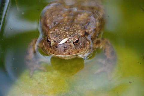 tudse, hoppe, dyr, dyre temaer, et dyr, hvirveldyr, dyreliv, dyr i naturen, svømning, vand, krybdyr, sø, natur, frø, høj vinkel visning, padde, ingen mennesker, dag, tæt på, selektiv fokusering, dyr hoved, dyr øje, 2K, CC0, offentligt domæne, royaltyfrie