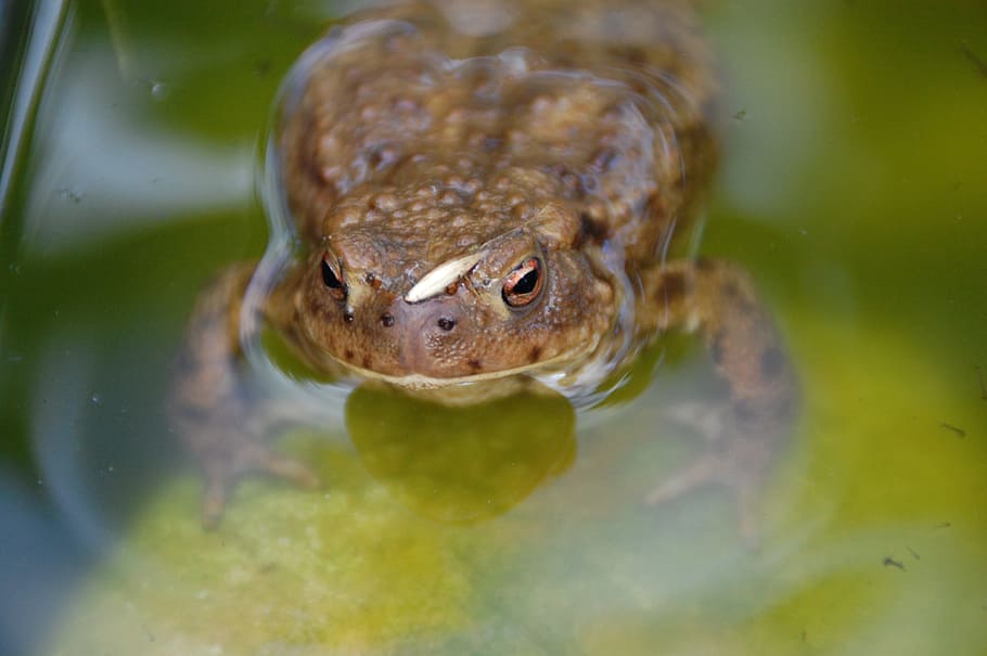 tudse, hoppe, dyr, dyre temaer, et dyr, hvirveldyr, dyreliv, dyr i naturen, svømning, vand, krybdyr, sø, natur, frø, høj vinkel visning, padde, ingen mennesker, dag, tæt på, selektiv fokusering, dyr hoved, dyr øje, 2K