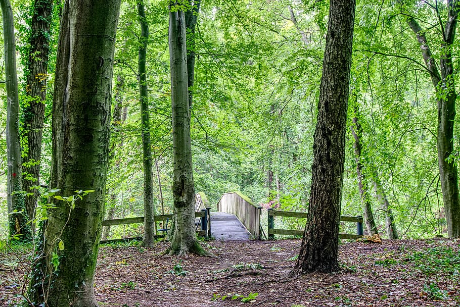 ponte, foresta, sentiero nel bosco, natura, verde, ponte di Legno, panoramico, legna, le foglie, alberi, lontano, transizione, hdr, ampia gamma dinamica, contrasto, roma table, escursioni a piedi, camminare, albero, pianta, terra, tronco d'albero, tronco, la tranquillità, crescita, bosco, scena tranquilla, bellezza nella natura, colore verde, scena non urbana, nessuno, giorno, ambiente, paesaggio, scenics - natura, a distanza, all'aperto, bambù - pianta, 5K