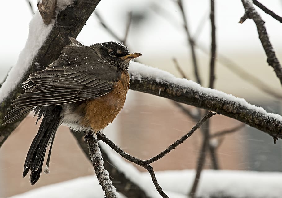 pesce persico, ramoscello di albero, inverno, freddo, la neve, pettirosso, uccello, la Virginia del Nord, stagione, all'aperto, congelato, animale, albero, rami, ghiacciato, fauna selvatica, animali allo stato selvatico, temi animali, un animale, vertebrato, appollaiati, ramo, concentrarsi sulle conoscenze acquisite, pianta, nessuno, temperatura fredda, natura, giorno, 1080P
