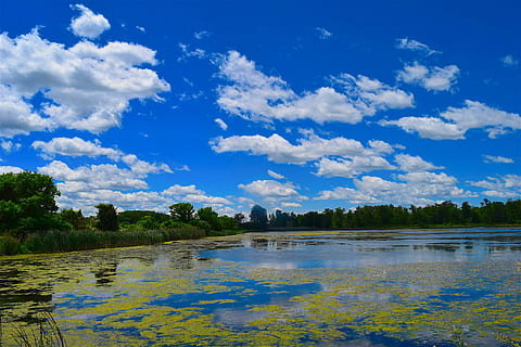 palude, nuvole, cielo, blu, natura, paesaggio, sole, all'aperto, naturale, soleggiato, stagione, luce del sole, parco, luminosa, primavera, colore, panoramico, tempo metereologico, mattina, giallo, alghe, rurale, acqua, nuvola - cielo, pianta, albero, scenics - natura, bellezza nella natura, scena tranquilla, riflessione, la tranquillità, zone umide, lago, ambiente, nessuno, giorno, scena non urbana, 4K, CC0, dominio pubblico, privo di copyright