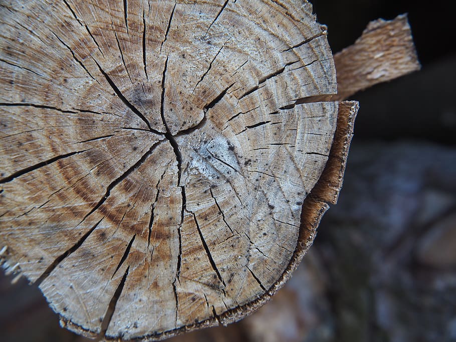 hout, structuur, stam, houtstructuur, achtergrond, boom, logboek, graan, oud, jaarringen, bruin, achtergronden, hout - materiaal, getextureerde, natuur, detailopname, schors, Bos, fabriek, boomring, geen mensen, boomstronk, natuurlijk patroon, focus op de voorgrond, ontbossing, dag, dwarsdoorsnede, buitenshuis, dode plant, 4K