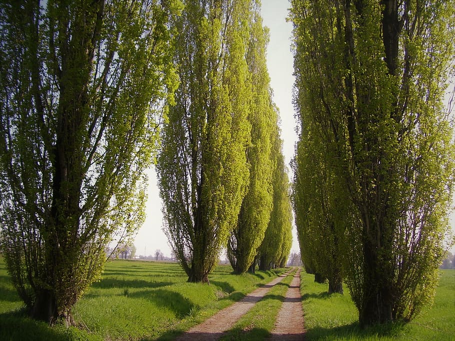 pollancres, arbre, carrer, arbres, carrer arbrada, campanya, naturalesa, plantes, verd, primavera, color verd, cap gent, paisatge, tronc de l'arbre, planta, bellesa a la natura, tranquil·litat, creixement, escena tranquil·la, terra, escenics - natura, herba, dia, medi ambient, tronc, escena no urbana, camp, a l'aire lliure, treelined, 2K