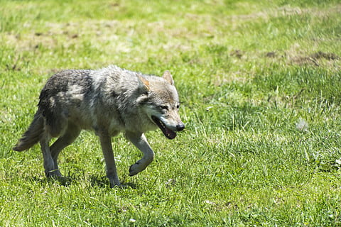 bestia, lupo, predatore, un animale, animale, temi animali, erba, pianta, mammifero, animali allo stato selvatico, fauna selvatica, nessuno, natura, terra, colore verde, campo, vertebrato, giorno, a piedi, movimento, lunghezza intera, in esecuzione, luce del sole, 5K, CC0, dominio pubblico, privo di copyright