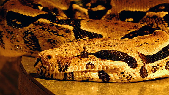 mànega, python, rèptil, taques, patró, ull, animal, fauna, animals exòtics, temes d'animals, un animal, fauna animal, vertebrats, primer pla, serp, animals a la natura, part del cos dels animals, cap gent, cocodril, senyal d'advertència, signe, escala d’animals, comunicació, naturalesa, zoo, centrar-se en primer pla, marró, cap d’animals, ull d’animals, verinós, 4K, CC0, domini públic, lliure de regalies