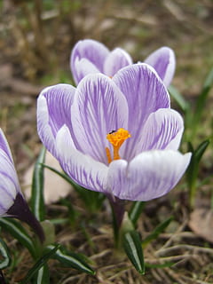 Krokus, Insekt, Frühling, Makro, Natur, fliegendes Insekt, Blume, blühende Pflanze, Pflanze, Blütenblatt, Frische, Verletzlichkeit, Schönheit in der Natur, Zerbrechlichkeit, Blütenkopf, Wachstum, lila, Blütenstand, Nahansicht, Iris, Tag, Fokus auf den Vordergrund, Feld, keine Leute, Pollen, 2K, CC0, gemeinfrei, lizenzfrei