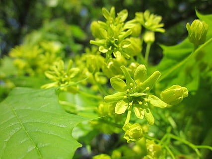 acer, javor, strom, kvetoucí, květenství, flóra, botanika, rostlina, jaro, makro, růst, list, rostlinné části, zelená barva, krása v přírodě, detail, svěžest, Příroda, křehkost, zranitelnost, nikdo, květ, den, kvetoucí rostlina, selektivní zaměření, zaměřit se na popředí, venku, květu hlavy, listy, 1080P, CC0, veřejná doména, bez autorských práv