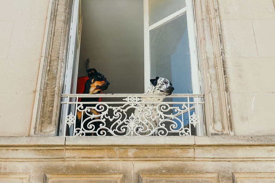 foto, dos, gossos, finestra, adult, blanc, negre, dàlmata, frontal, barana de finestres, gos, balcó, mirar fora, vidre, edifici, arquitectura, mascota, caní, paret, disseny tradicional, festa, vacances, Costa, mar, cote d'azur, antik, casa antiga, frenche, França, estructura construïda, exterior de l'edifici, dia, cap gent, vertebrats, animal, temes d'animals, animals domèstics, funció de construcció de parets, mamífer, nacional, vista d’angle baix, mascotes, a l'aire lliure, un animal, representació, metall, 5K