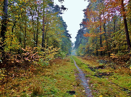 sentiero nel bosco, sentiero, umore autunnale, foresta, alberi, le foglie, colorato, nebbioso, single trail, albero, pianta, terra, autunno, bellezza nella natura, direzione, la strada davanti, crescita, la tranquillità, natura, scena tranquilla, modificare, scenics - natura, nessuno, scena non urbana, giorno, ambiente, colore verde, prospettiva decrescente, all'aperto, bosco, pista, 4K, CC0, dominio pubblico, privo di copyright