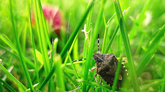 pudor d'error, herba, insecte, animal, error, jardí, natural, verd, naturalesa, un animal, color verd, animals a la natura, temes d'animals, fauna animal, planta, creixement, primer pla, cap gent, invertebrat, dia, vertebrats, enfocament selectiu, centrar-se en primer pla, part del cos dels animals, camp, fulla d'herba, 2K, CC0, domini públic, lliure de regalies