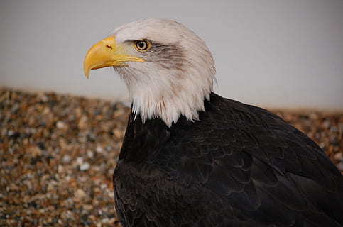 bald eagle, bird, eagle, predator, bird of prey, animal, animal themes, one animal, animals in the wild, eagle - bird, animal wildlife, vertebrate, animal body part, beak, close-up, no people, looking, nature, focus on foreground, day, looking away, outdoors, animal head, profile view, 1080P, CC0, public domain, royalty free