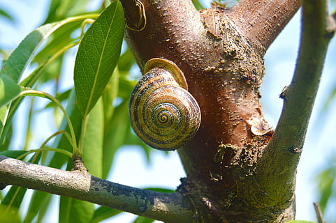 snail, animal, geometry, shell, mollusk, animal wildlife, tree, animals in the wild, gastropod, invertebrate, animal themes, one animal, close-up, animal shell, tree trunk, plant, nature, trunk, day, no people, plant part, outdoors, crawling, 5K, CC0, public domain, royalty free