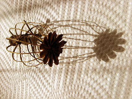 Mohnkopf, leeren, Schatten, Licht, Dekoration, Einfachheit, Muster, keine Leute, drinnen, Nahansicht, Pflanze, Blume, Kunst und Handwerk, blühende Pflanze, Natur, Kreativität, Design, Zerbrechlichkeit, Blumenmuster, Wachstum, Verletzlichkeit, Frische, High Angle View, Vollbild, Textil-, 1080P, CC0, gemeinfrei, lizenzfrei
