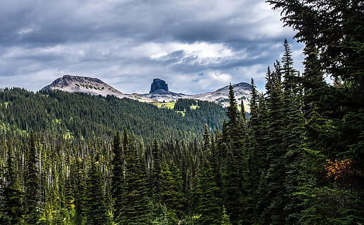 fjell, snø, trær, scenisk, natur, landskap, vista, skyer, furu, felt, furutrær, villmark, topp, himmel, skogen, villmark fjell, tre, anlegg, nåletre, skog, sky - himmel, furutre, land, miljø, naturskjønnhet - natur, Pinaceae, furuskog, skjønnhet i naturen, reisemål, reise, turisme, grønn farge, fjellkjede, ingen folk, utendørs, fjelltopp, eviggrønne treet, 4K, CC0, offentlig domene, opphavsrett gratis